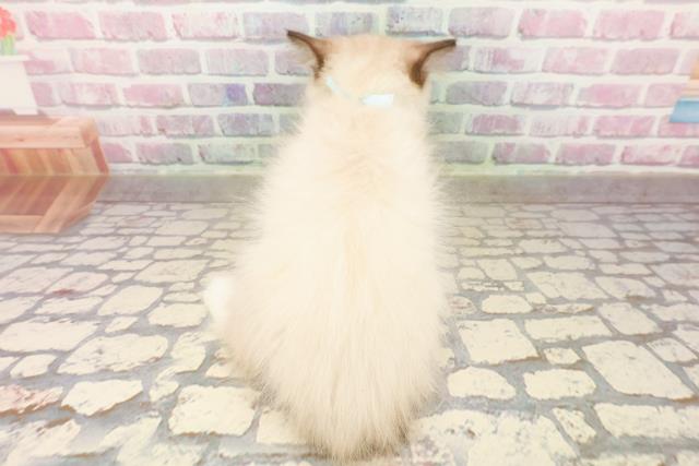 千葉県のラグドール (Coo&RIKU八街店/2025年7月18日生まれ/男の子/シールポイントミテッド)の子猫の4枚目の画像