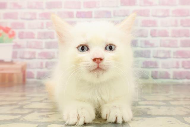 神奈川県のラグドール (Coo&RIKU日吉店/2025年7月18日生まれ/男の子/レッドポイント)の子猫の1枚目の画像