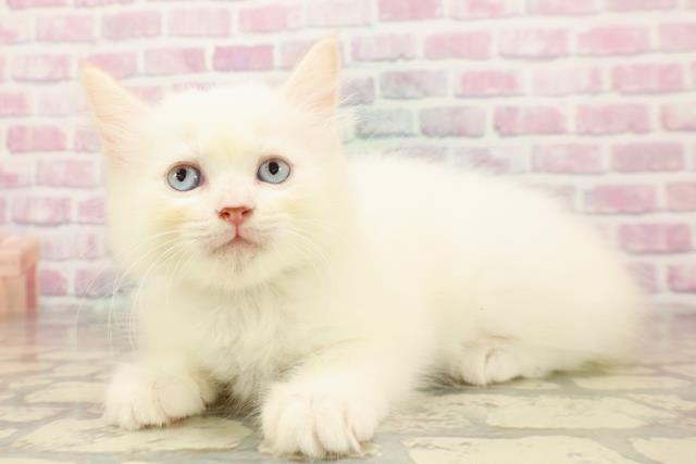 神奈川県のラグドール (Coo&RIKU日吉店/2025年7月18日生まれ/男の子/レッドポイント)の子猫の2枚目の画像
