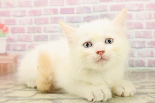 神奈川県のラグドール (Coo&RIKU日吉店/2025年7月18日生まれ/男の子/レッドポイント)の子猫の3枚目の画像
