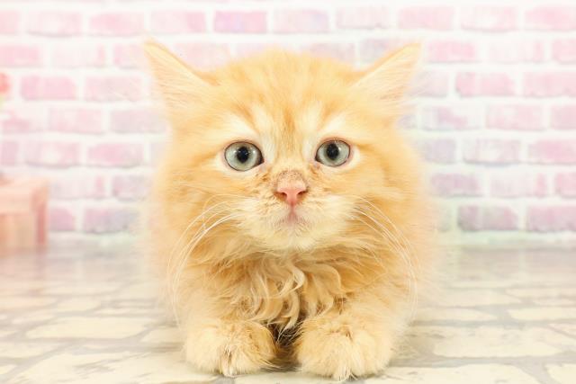 北海道のサイベリアン (Coo&RIKU室蘭店/2025年7月12日生まれ/男の子/レッドタビー)の子猫の1枚目の画像