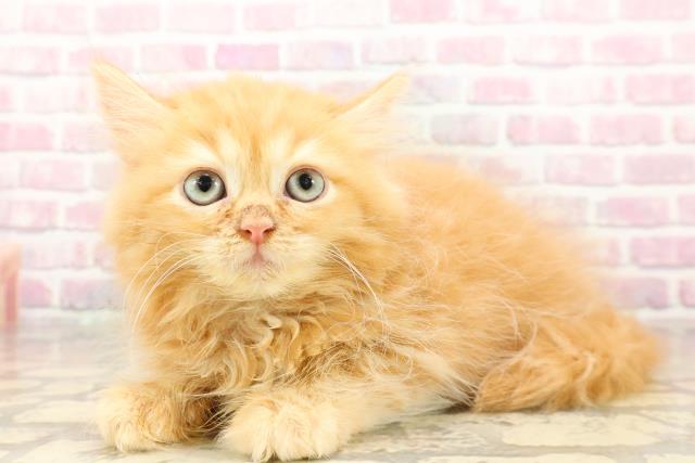 北海道のサイベリアン (Coo&RIKU室蘭店/2025年7月12日生まれ/男の子/レッドタビー)の子猫の2枚目の画像