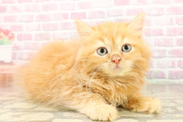 北海道のサイベリアン (Coo&RIKU室蘭店/2025年7月12日生まれ/男の子/レッドタビー)の子猫の3枚目の画像