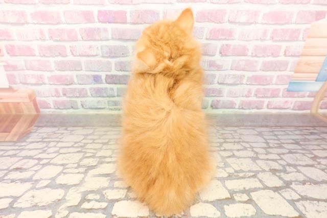 北海道のサイベリアン (Coo&RIKU室蘭店/2025年7月12日生まれ/男の子/レッドタビー)の子猫の4枚目の画像