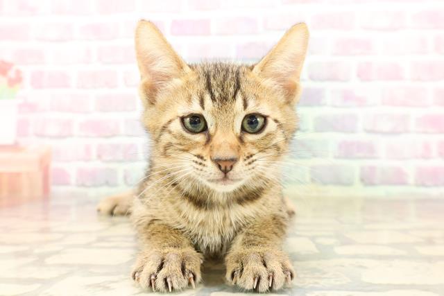 東京都のエジプシャンマウ (Coo&RIKU武蔵小山店/2025年7月26日生まれ/男の子/ブロンズ)の子猫の1枚目の画像
