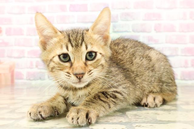東京都のエジプシャンマウ (Coo&RIKU武蔵小山店/2025年7月26日生まれ/男の子/ブロンズ)の子猫の2枚目の画像