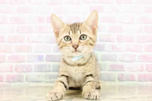 東京都のエジプシャンマウ (Coo&RIKU中野サンモール店/2025年7月26日生まれ/女の子/ブロンズ)の子猫の1枚目の画像