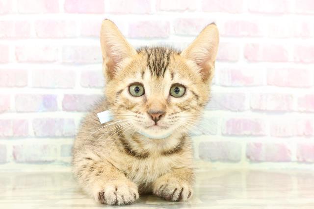東京都のエジプシャンマウ (Coo&RIKU池袋西口店/2025年7月26日生まれ/男の子/ブロンズ)の子猫の1枚目の画像