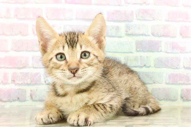東京都のエジプシャンマウ (Coo&RIKU池袋西口店/2025年7月26日生まれ/男の子/ブロンズ)の子猫の2枚目の画像