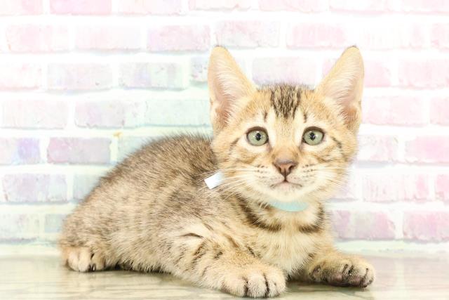 東京都のエジプシャンマウ (Coo&RIKU池袋西口店/2025年7月26日生まれ/男の子/ブロンズ)の子猫の3枚目の画像