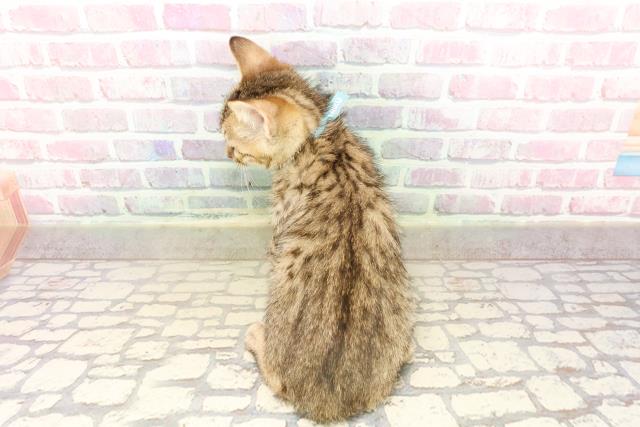 東京都のエジプシャンマウ (Coo&RIKU池袋西口店/2025年7月26日生まれ/男の子/ブロンズ)の子猫の4枚目の画像