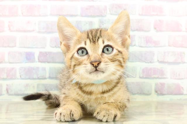 東京都のエジプシャンマウ (Coo&RIKU新宿三丁目店/2025年7月26日生まれ/男の子/ブロンズ)の子猫の1枚目の画像