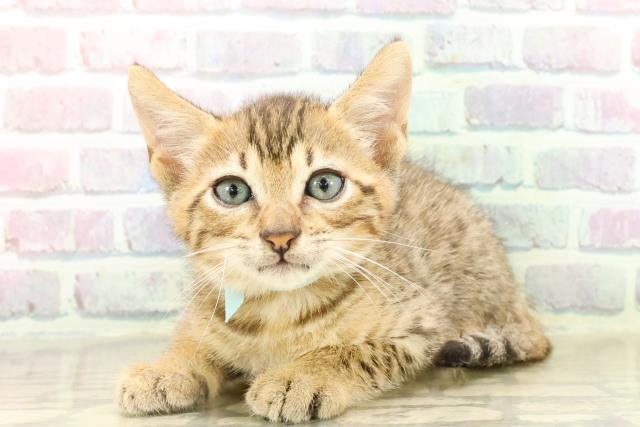 東京都のエジプシャンマウ (Coo&RIKU新宿三丁目店/2025年7月26日生まれ/男の子/ブロンズ)の子猫の2枚目の画像