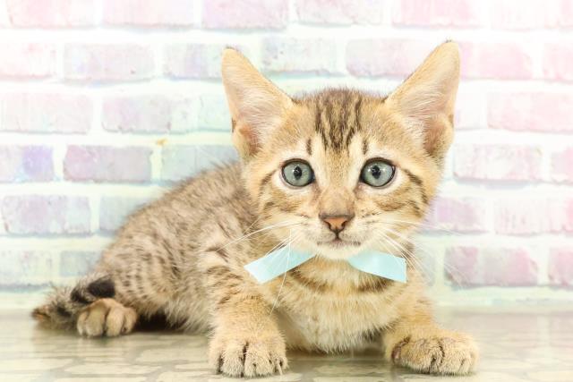 東京都のエジプシャンマウ (Coo&RIKU新宿三丁目店/2025年7月26日生まれ/男の子/ブロンズ)の子猫の3枚目の画像
