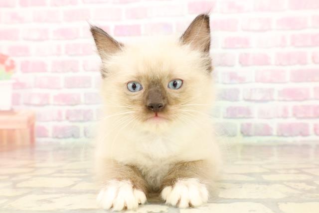 東京都のラグドール (Coo&RIKU下北沢店/2025年7月25日生まれ/男の子/シールポイントミテッド)の子猫の1枚目の画像