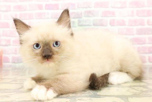 東京都のラグドール (Coo&RIKU下北沢店/2025年7月25日生まれ/男の子/シールポイントミテッド)の子猫の2枚目の画像