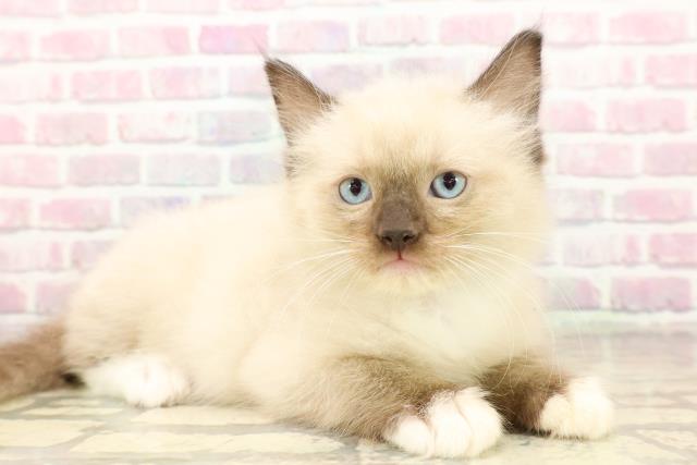 東京都のラグドール (Coo&RIKU下北沢店/2025年7月25日生まれ/男の子/シールポイントミテッド)の子猫の3枚目の画像