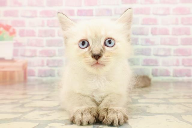 栃木県のラグドール (Coo&RIKU宇都宮店/2025年7月25日生まれ/女の子/シールリンクスポイント)の子猫