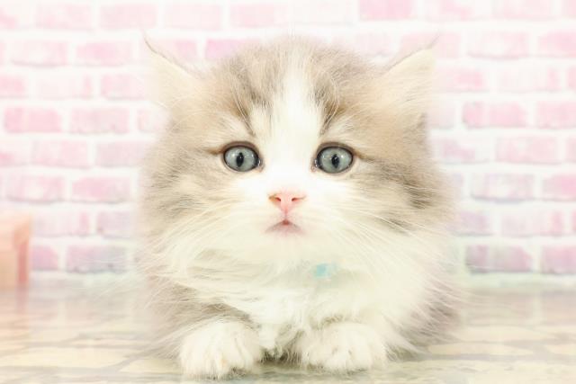 東京都のマンチカン (Coo&RIKU中野サンモール店/2025年7月27日生まれ/男の子/ブルータビーホワイト)の子猫の1枚目の画像