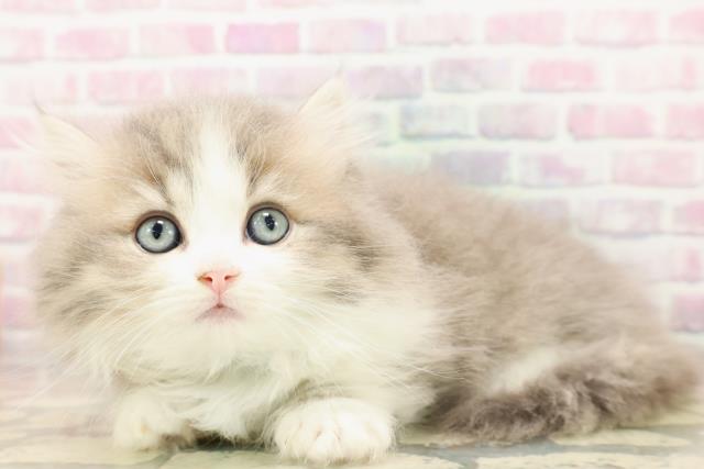 東京都のマンチカン (Coo&RIKU中野サンモール店/2025年7月27日生まれ/男の子/ブルータビーホワイト)の子猫の2枚目の画像