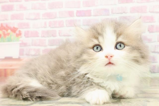 東京都のマンチカン (Coo&RIKU中野サンモール店/2025年7月27日生まれ/男の子/ブルータビーホワイト)の子猫の3枚目の画像
