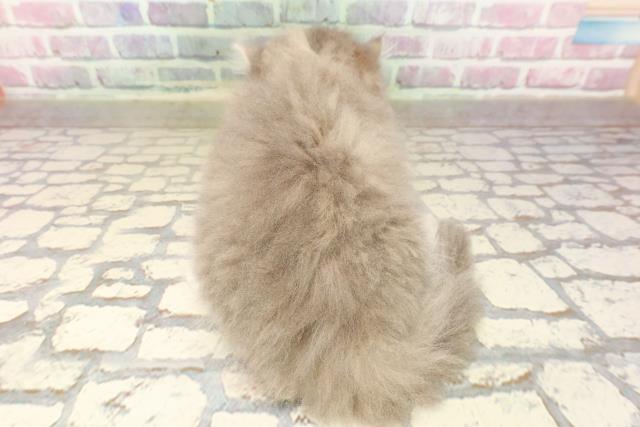 東京都のマンチカン (Coo&RIKU中野サンモール店/2025年7月27日生まれ/男の子/ブルータビーホワイト)の子猫の4枚目の画像