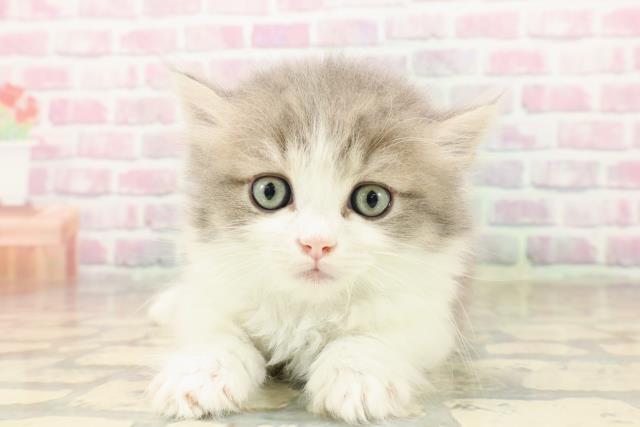 東京都のマンチカン (Coo&RIKU新宿三丁目店/2025年7月27日生まれ/男の子/ブルータビーホワイト)の子猫の1枚目の画像