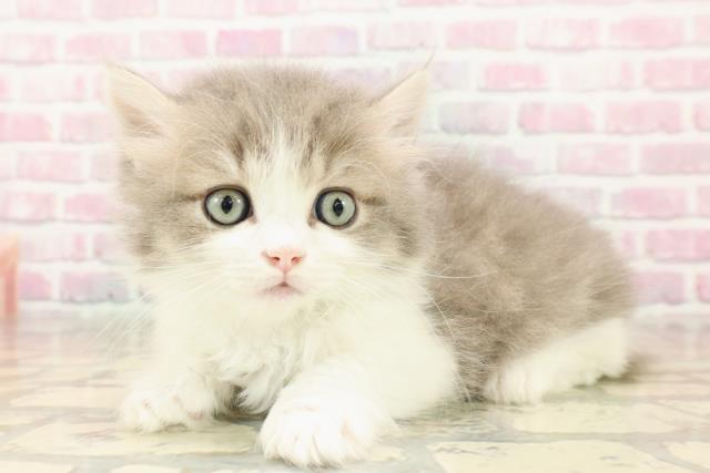 東京都のマンチカン (Coo&RIKU新宿三丁目店/2025年7月27日生まれ/男の子/ブルータビーホワイト)の子猫の2枚目の画像