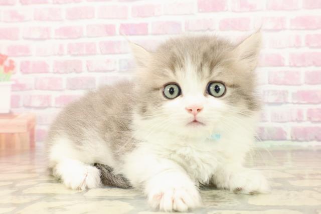 東京都のマンチカン (Coo&RIKU新宿三丁目店/2025年7月27日生まれ/男の子/ブルータビーホワイト)の子猫の3枚目の画像
