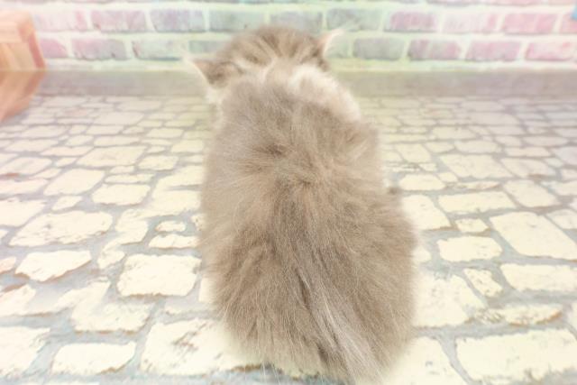 東京都のマンチカン (Coo&RIKU新宿三丁目店/2025年7月27日生まれ/男の子/ブルータビーホワイト)の子猫の4枚目の画像