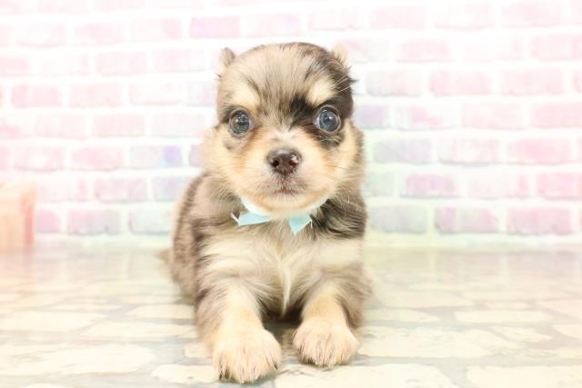 東京都のチワワ(ロング) (Coo&RIKU赤坂店/2025年7月27日生まれ/男の子/ブルーマール)の子犬の1枚目の画像