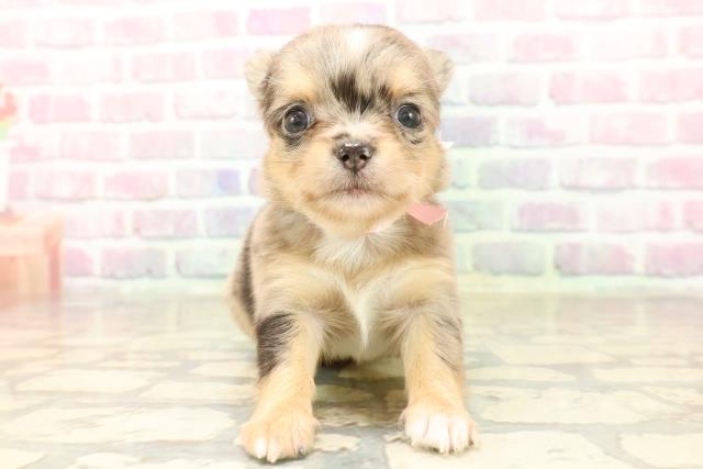 東京都のチワワ(ロング) (Coo&RIKU広尾店/2025年7月27日生まれ/女の子/ブルーマール)の子犬の1枚目の画像