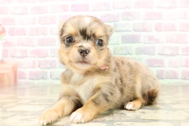 東京都のチワワ(ロング) (Coo&RIKU広尾店/2025年7月27日生まれ/女の子/ブルーマール)の子犬の2枚目の画像