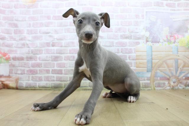福島県のイタリアングレーハウンド (Coo&RIKU福島店/2025年7月22日生まれ/女の子/ブルーホワイト)の子犬の2枚目の画像