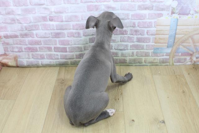 福島県のイタリアングレーハウンド (Coo&RIKU福島店/2025年7月22日生まれ/女の子/ブルーホワイト)の子犬の4枚目の画像