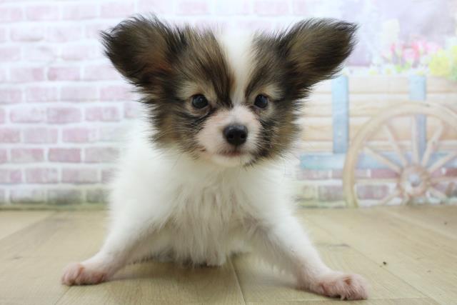 山形県のパピヨン (Coo&RIKU山形店/2025年7月22日生まれ/男の子/ホワイトブラウン)の子犬の1枚目の画像
