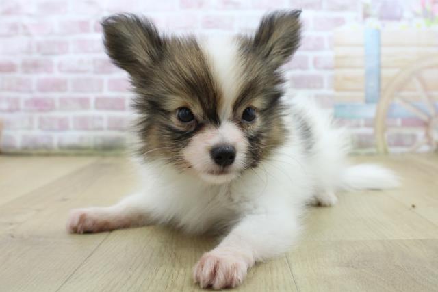 山形県のパピヨン (Coo&RIKU山形店/2025年7月22日生まれ/男の子/ホワイトブラウン)の子犬の2枚目の画像