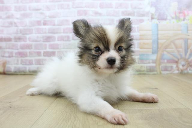 山形県のパピヨン (Coo&RIKU山形店/2025年7月22日生まれ/男の子/ホワイトブラウン)の子犬の3枚目の画像