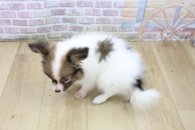 山形県のパピヨン (Coo&RIKU山形店/2025年7月22日生まれ/男の子/ホワイトブラウン)の子犬の4枚目の画像