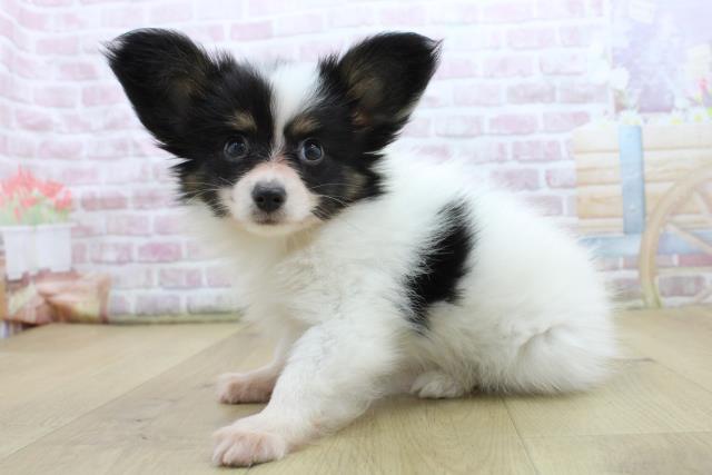 宮城県のパピヨン (Coo&RIKU仙台太白店/2025年7月22日生まれ/男の子/ホワイトブラックタン)の子犬の2枚目の画像