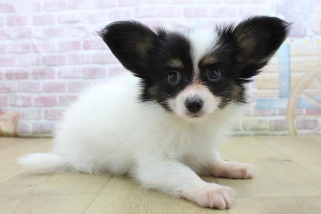 宮城県のパピヨン (Coo&RIKU仙台太白店/2025年7月22日生まれ/男の子/ホワイトブラックタン)の子犬の3枚目の画像