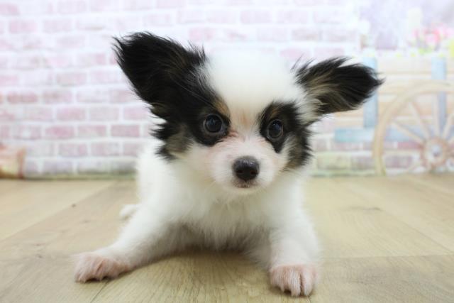 福島県のパピヨン (Coo&RIKU郡山店/2025年7月22日生まれ/女の子/ホワイトブラックタン)の子犬の1枚目の画像
