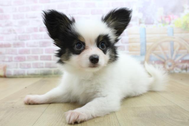 福島県のパピヨン (Coo&RIKU郡山店/2025年7月22日生まれ/女の子/ホワイトブラックタン)の子犬の2枚目の画像