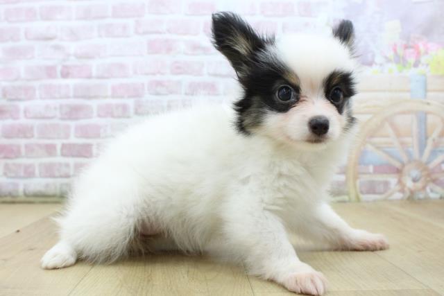 福島県のパピヨン (Coo&RIKU郡山店/2025年7月22日生まれ/女の子/ホワイトブラックタン)の子犬の3枚目の画像