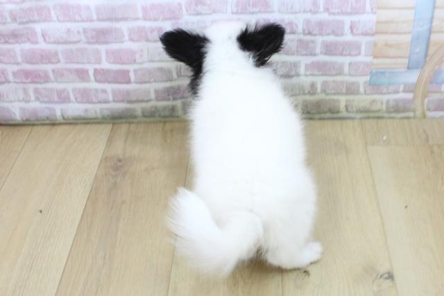 福島県のパピヨン (Coo&RIKU郡山店/2025年7月22日生まれ/女の子/ホワイトブラックタン)の子犬の4枚目の画像
