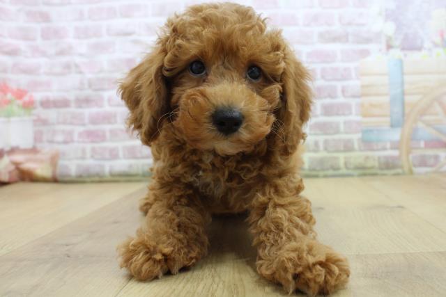 岩手県のトイプードル(トイ) (Coo&RIKU一関店/2025年7月23日生まれ/女の子/レッド)の子犬
