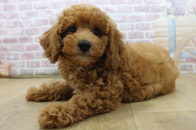 岩手県のトイプードル(トイ) (Coo&RIKU一関店/2025年7月23日生まれ/女の子/レッド)の子犬の2枚目の画像