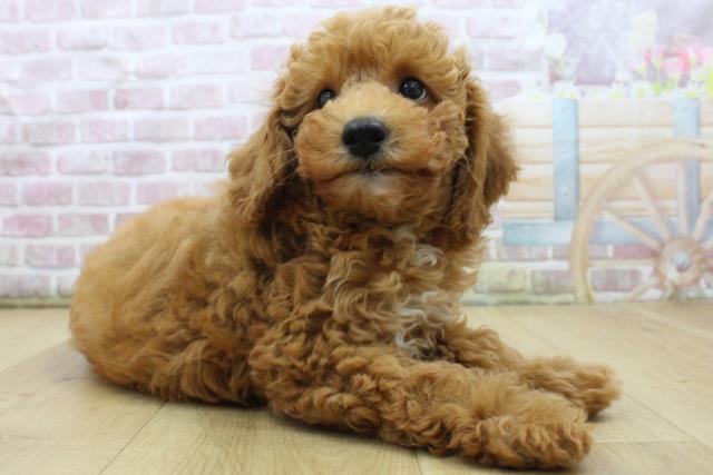 岩手県のトイプードル(トイ) (Coo&RIKU一関店/2025年7月23日生まれ/女の子/レッド)の子犬の3枚目の画像