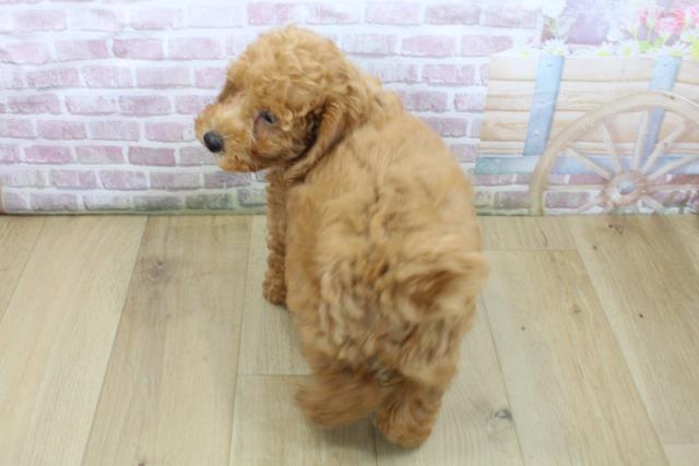 岩手県のトイプードル(トイ) (Coo&RIKU一関店/2025年7月23日生まれ/女の子/レッド)の子犬の4枚目の画像