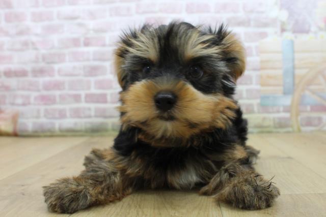 福島県のヨークシャーテリア (Coo&RIKU郡山店/2025年7月24日生まれ/女の子/スチールブルータン)の子犬の1枚目の画像
